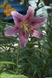 Pink Lilly